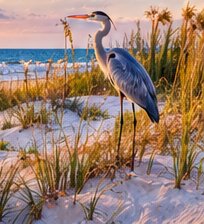 Great blue heron in the dunes